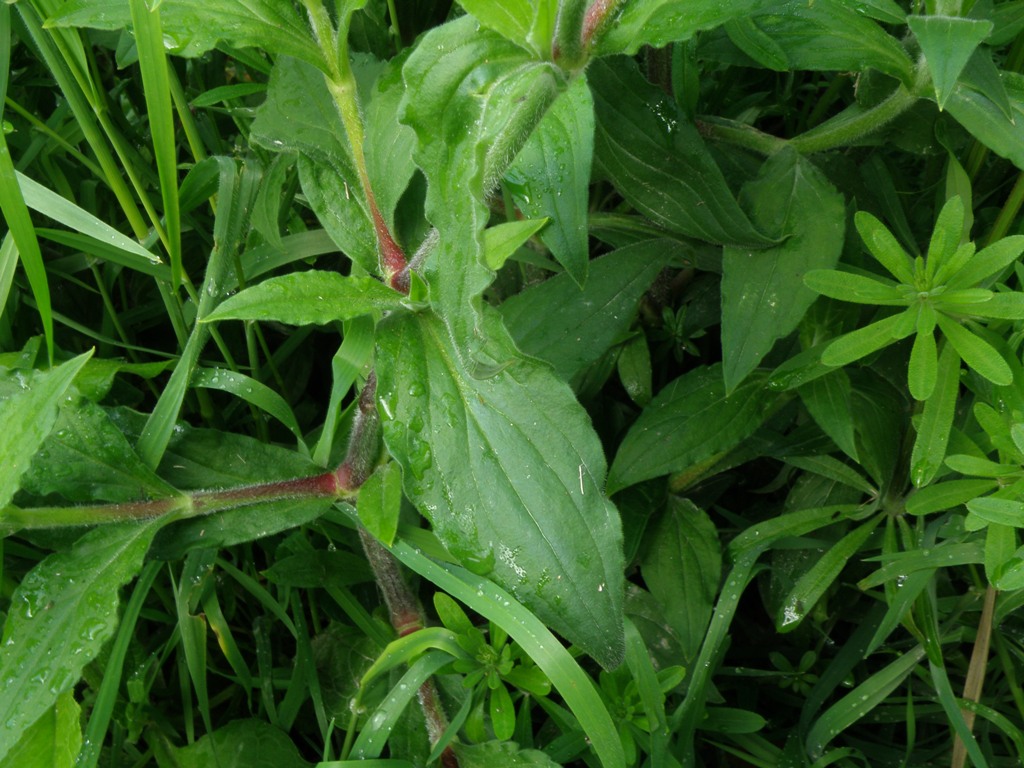 Silene latifolia