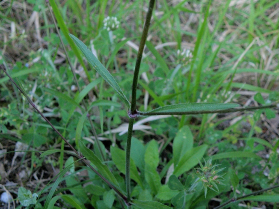 Silene italica