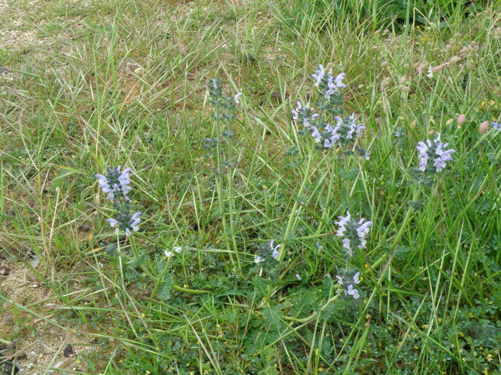 Salvia verbenaca