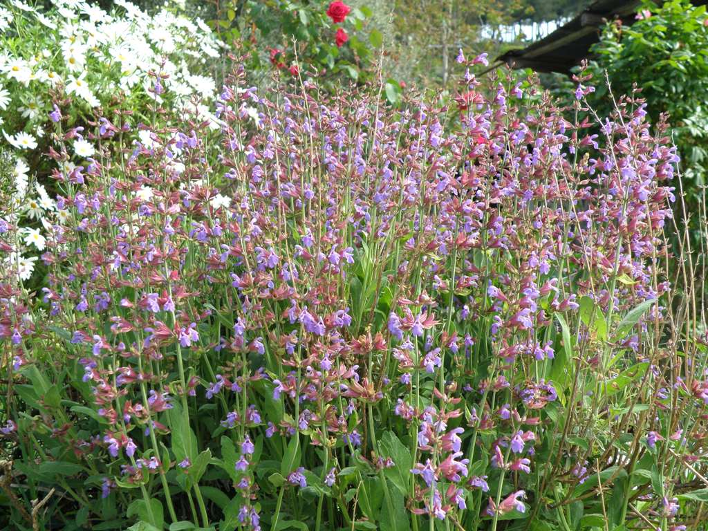 Salvia officinalis