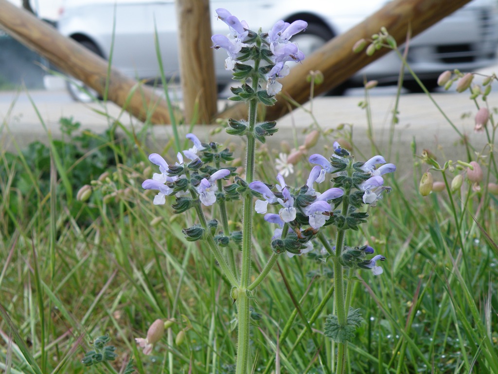 Salvia verbenaca