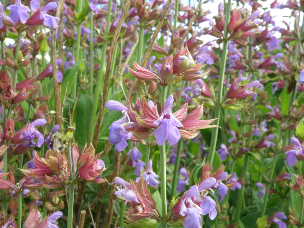 Salvia officinalis