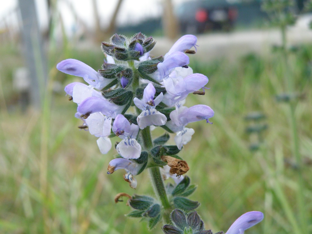 Salvia verbenaca