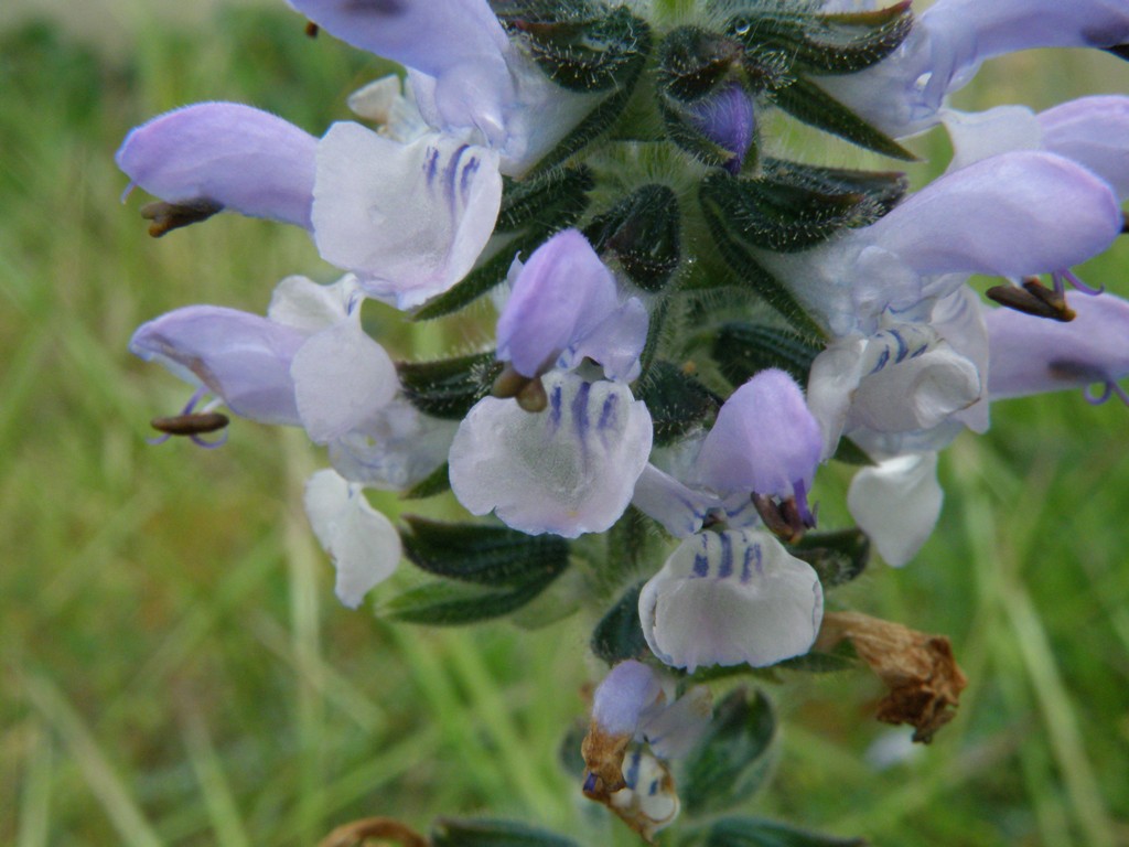 Salvia verbenaca