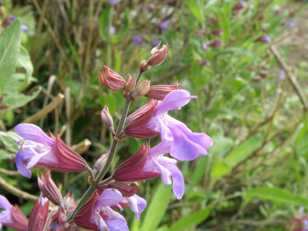 Salvia officinalis