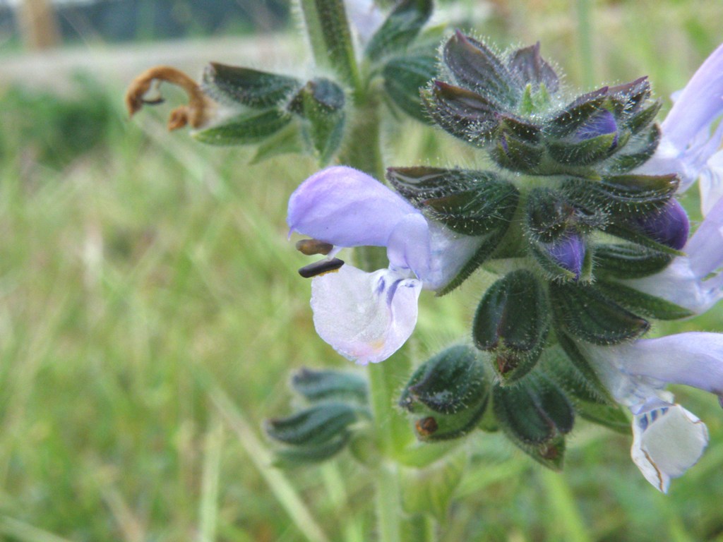 Salvia verbenaca