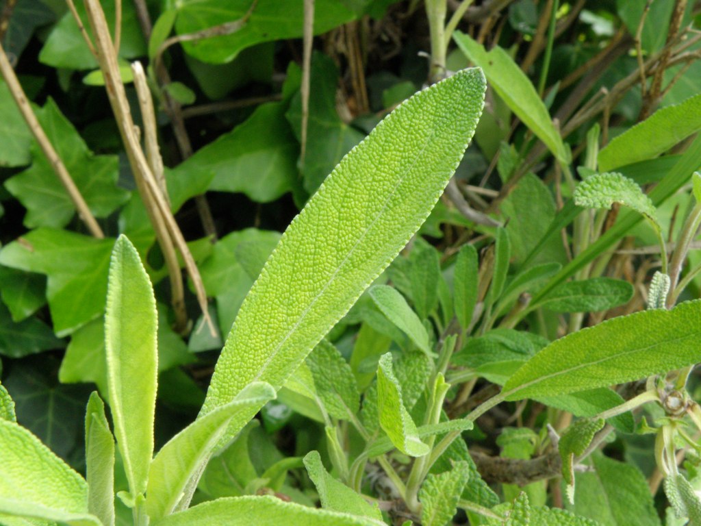 Salvia officinalis