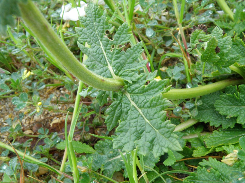 Salvia verbenaca