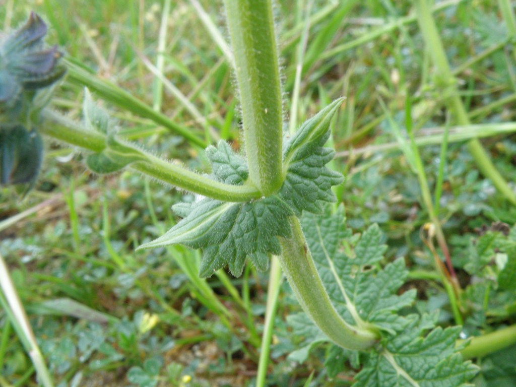 Salvia verbenaca