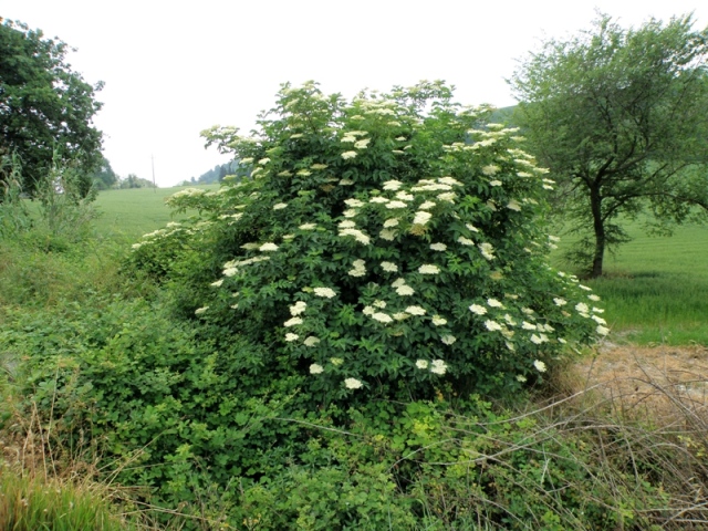 Arbusto - Sambucus nigra