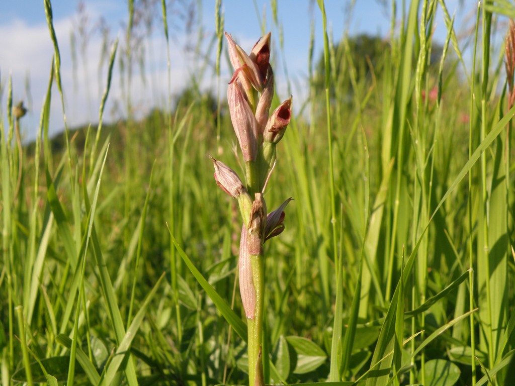 Da determinare (Serapias parviflora)