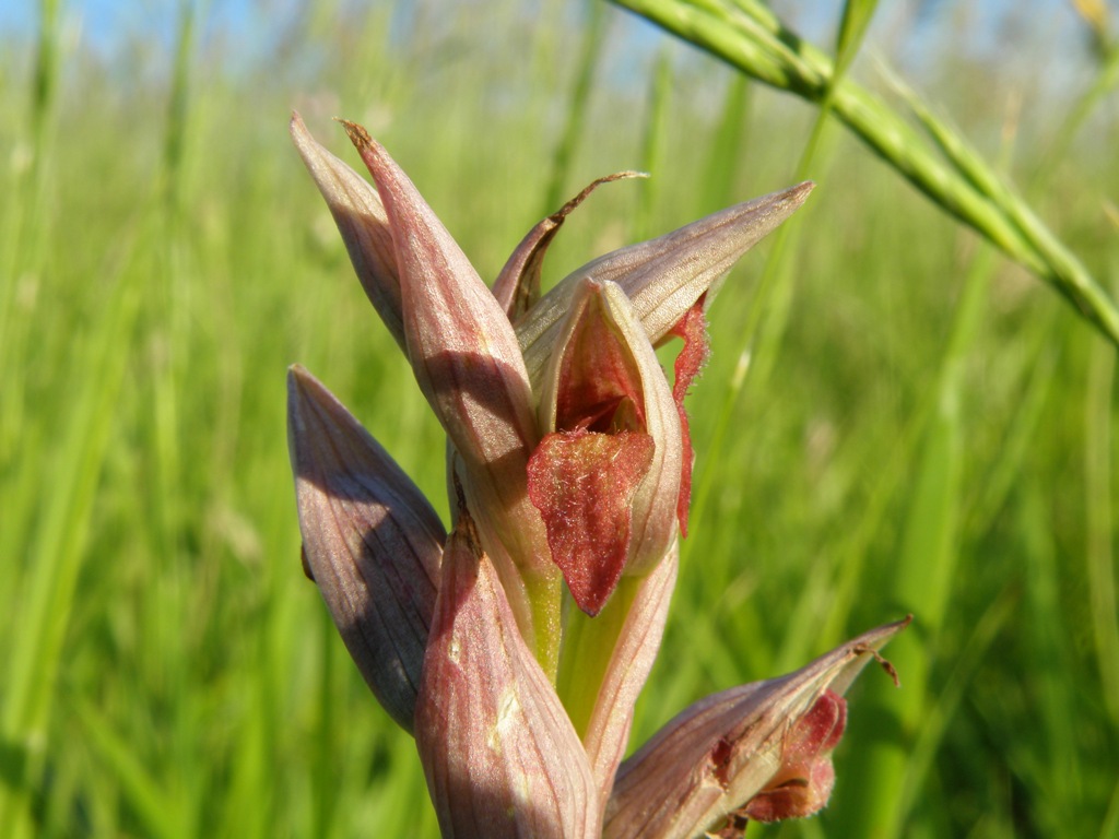 Da determinare (Serapias parviflora)