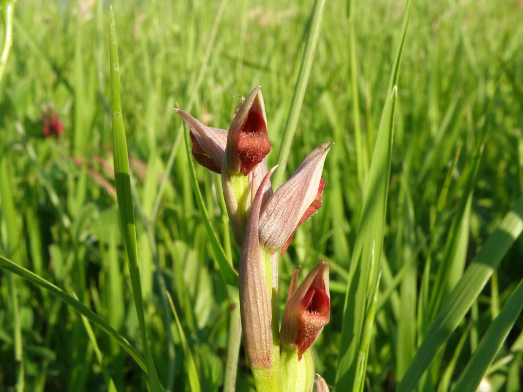 Da determinare (Serapias parviflora)