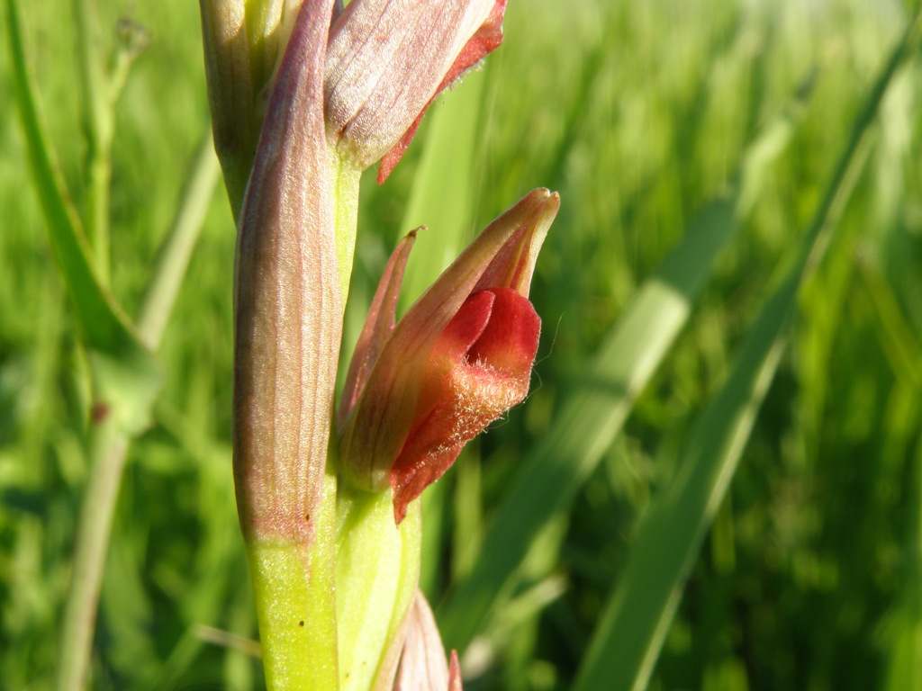 Da determinare (Serapias parviflora)