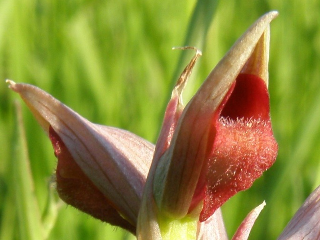 Da determinare (Serapias parviflora)