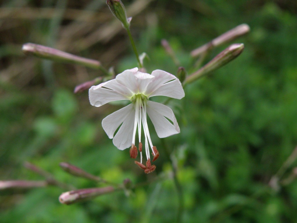 Silene italica