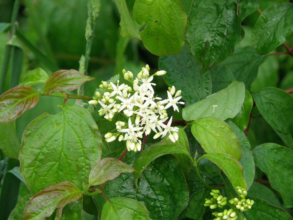 Cornus sanguinea