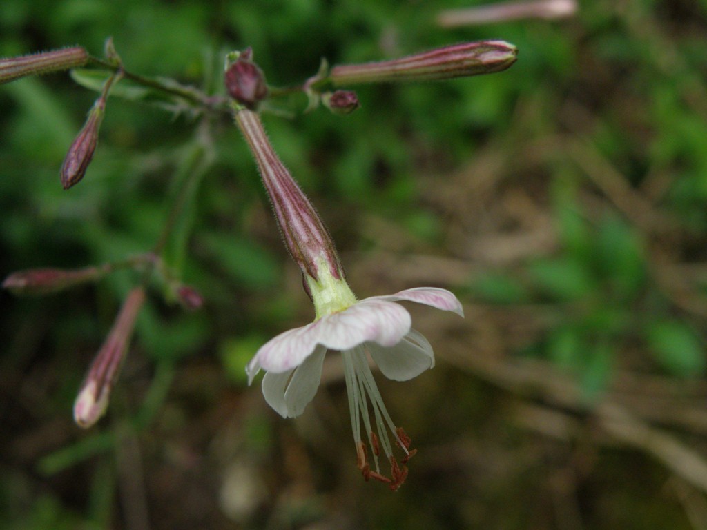 Silene italica