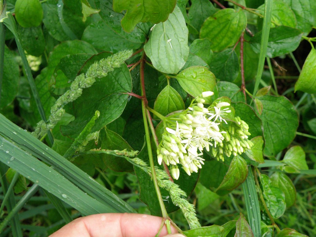 Cornus sanguinea