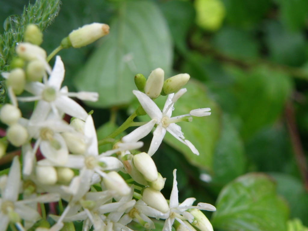 Cornus sanguinea