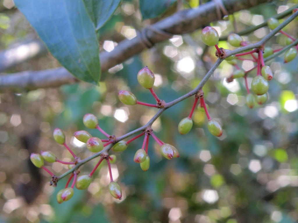 Smilax aspera