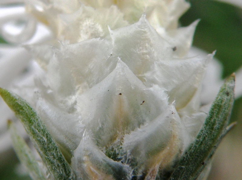 Centaurea jacea subsp. gaudinii  in .. bianco