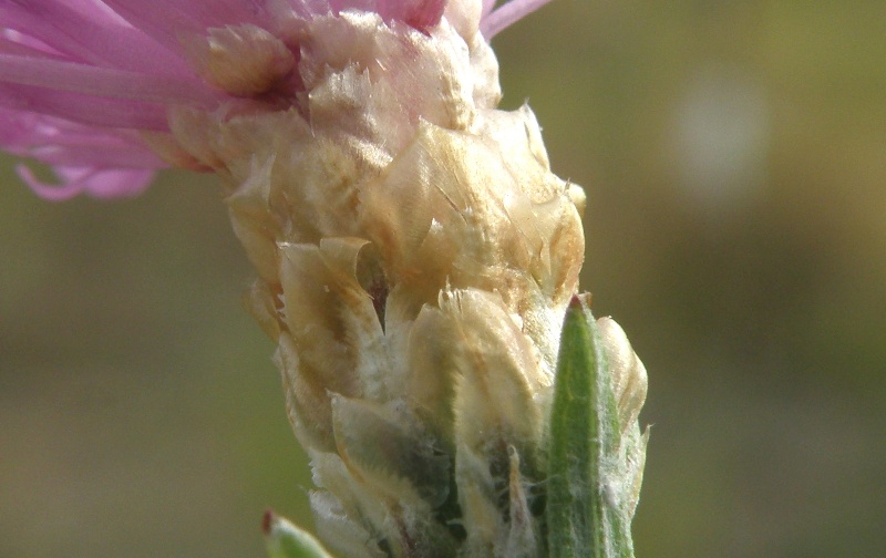 Centaurea jacea subsp. gaudinii  in .. bianco