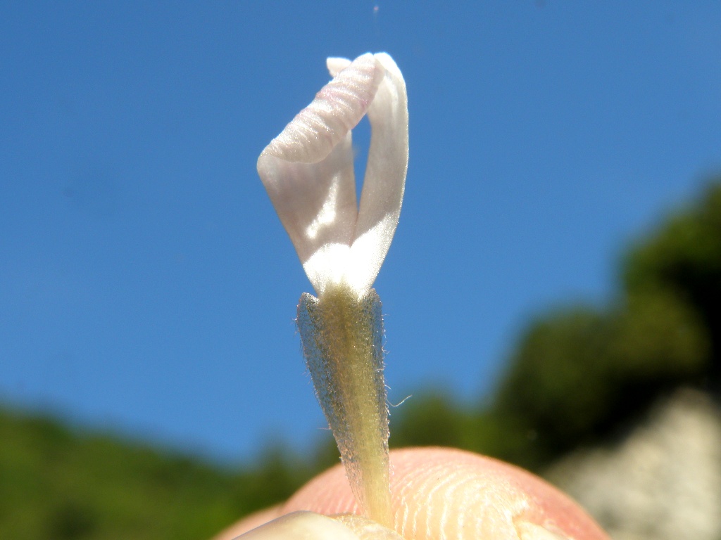 Silene italica