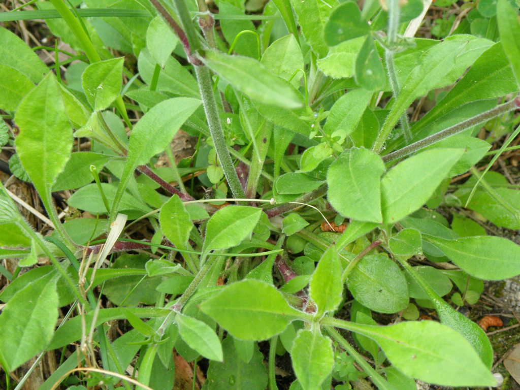 Silene italica