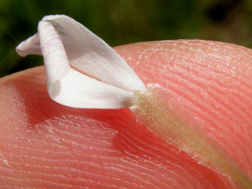 Silene italica