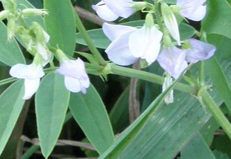 Galega officinalis / Capraggine