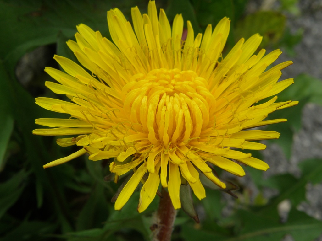 Asteracea da determinare: Taraxacum sp.