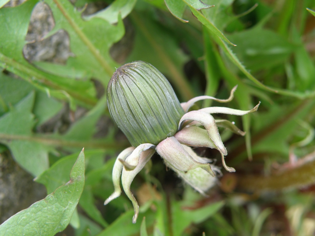 Asteracea da determinare: Taraxacum sp.