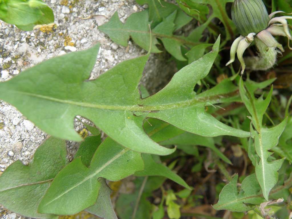 Asteracea da determinare: Taraxacum sp.