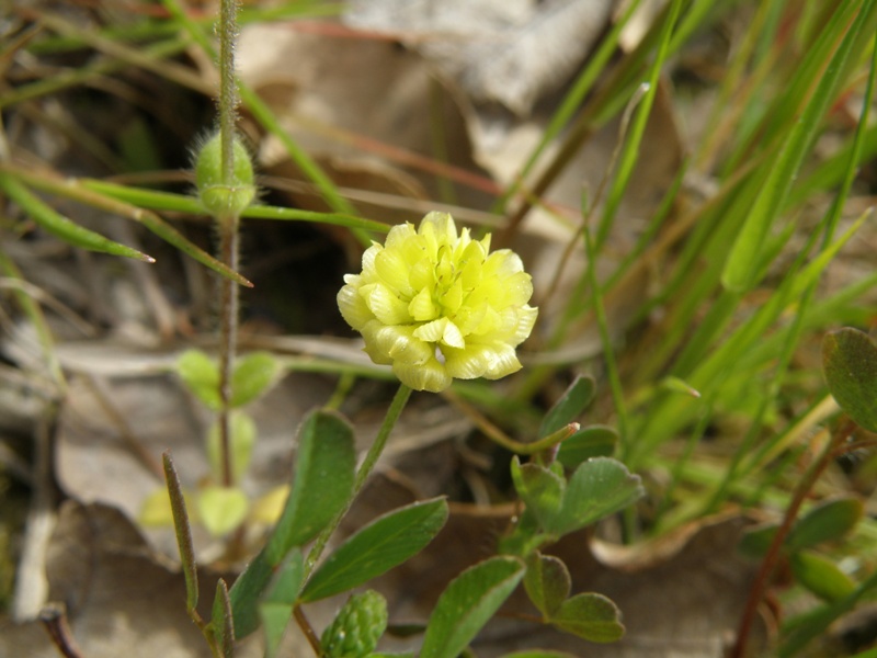 trifoglio - Trifolium campestre