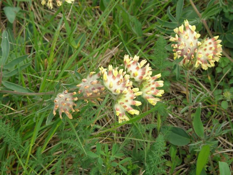 Anthyllis vulneraria / Vulneraria comune