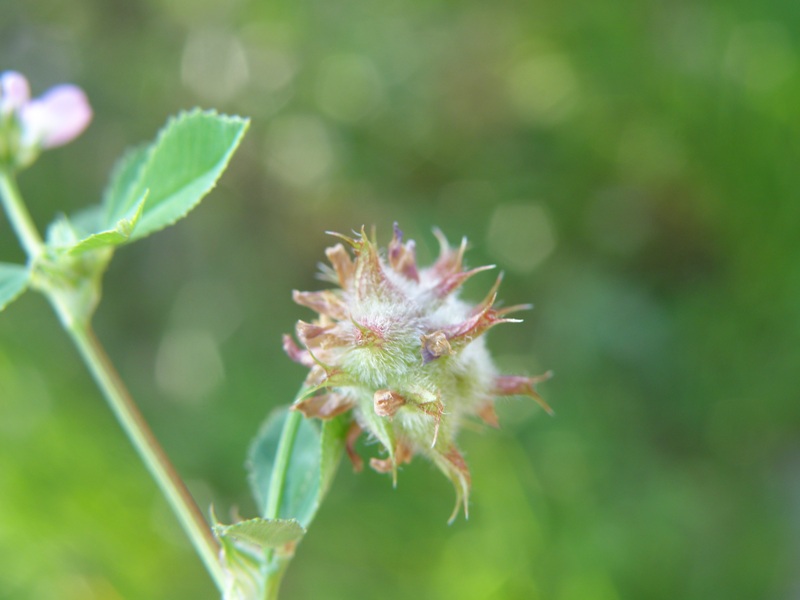 Trifolium resupinatum / Trifoglio risupinato