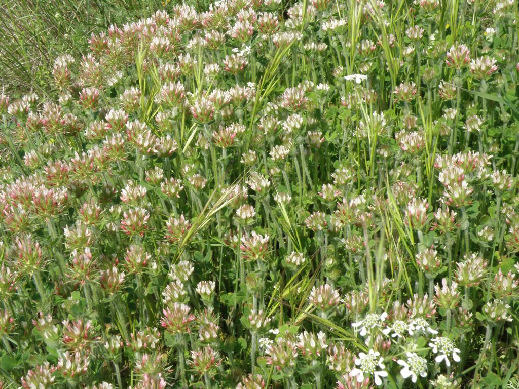 Trifolium stellatum / Trifoglio stellato