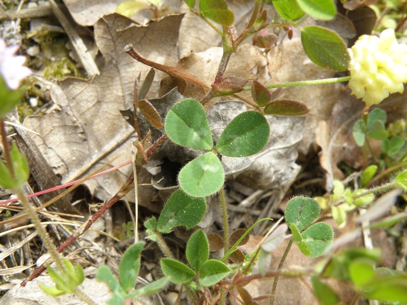 trifoglio - Trifolium campestre