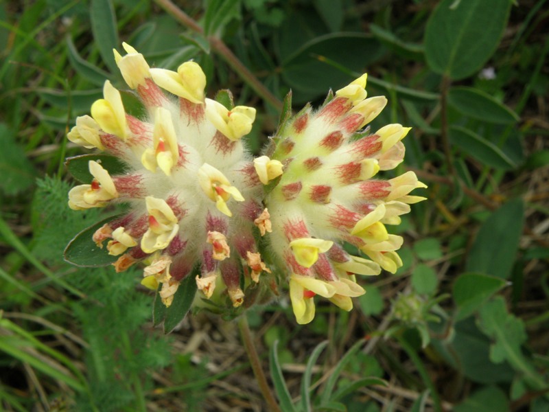 Anthyllis vulneraria / Vulneraria comune