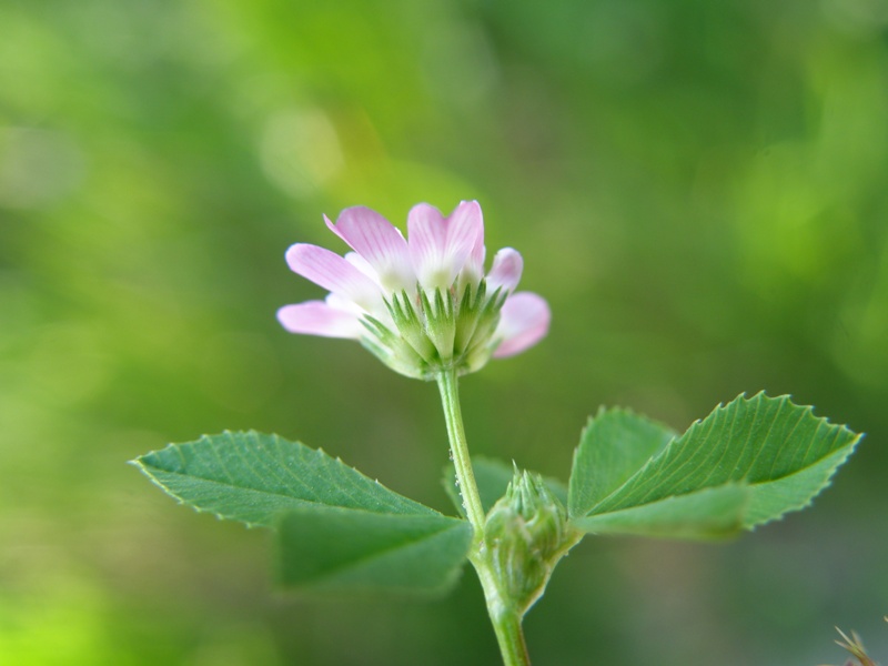 Trifolium resupinatum / Trifoglio risupinato