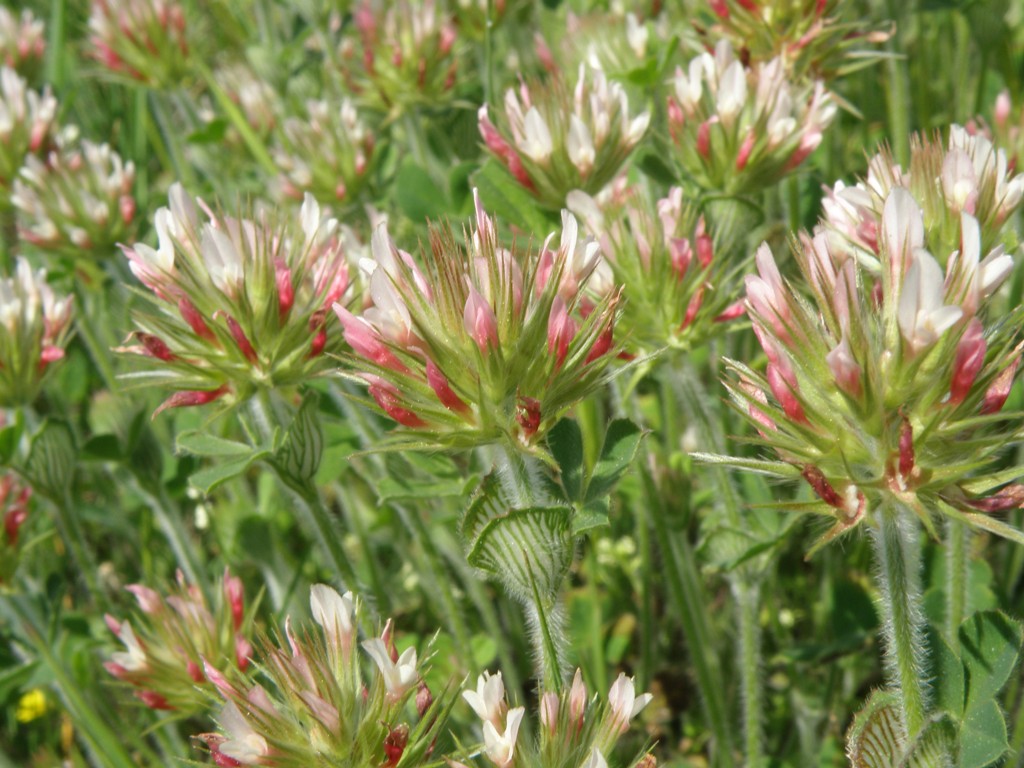 Trifolium stellatum / Trifoglio stellato