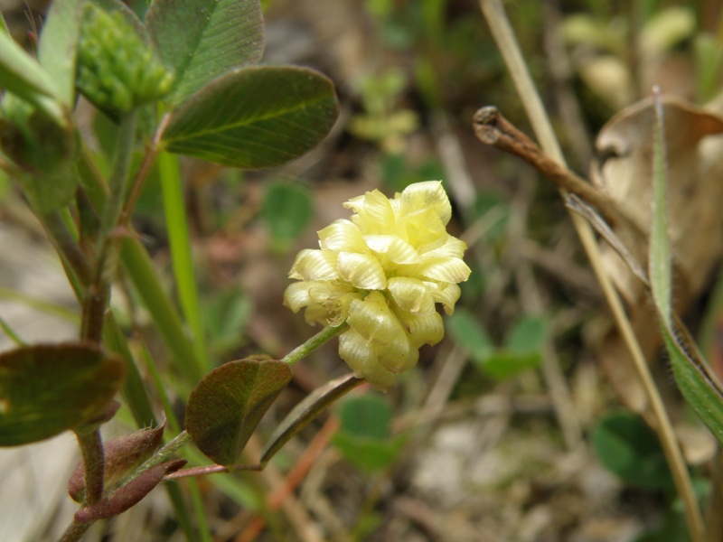 trifoglio - Trifolium campestre