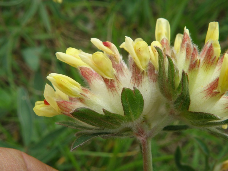 Anthyllis vulneraria / Vulneraria comune