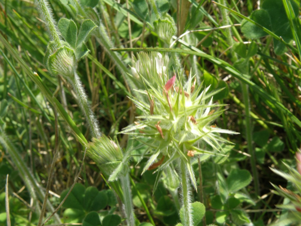 Trifolium stellatum / Trifoglio stellato