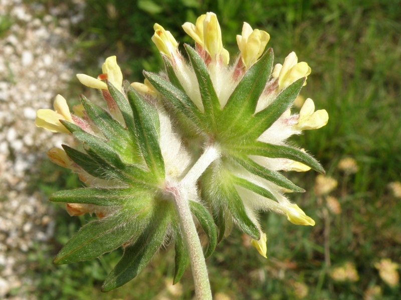 Anthyllis vulneraria / Vulneraria comune