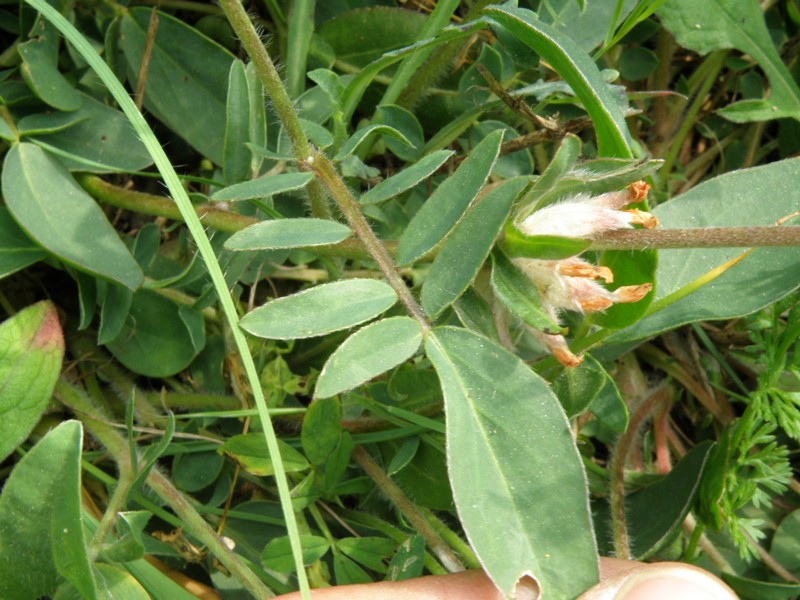 Anthyllis vulneraria / Vulneraria comune