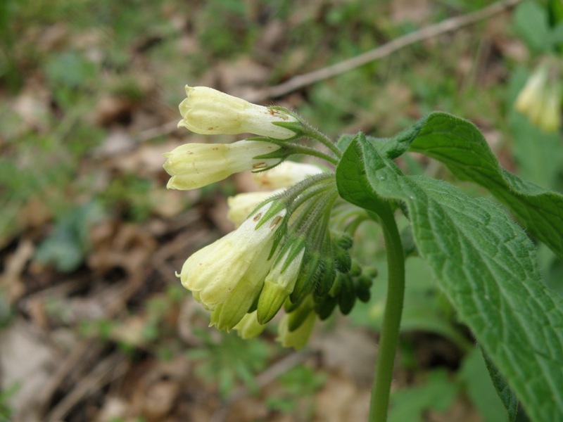 Symphytum tuberosum