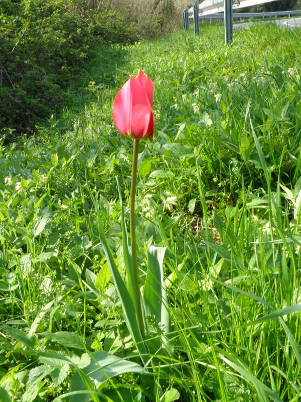 Tulipa agenensis