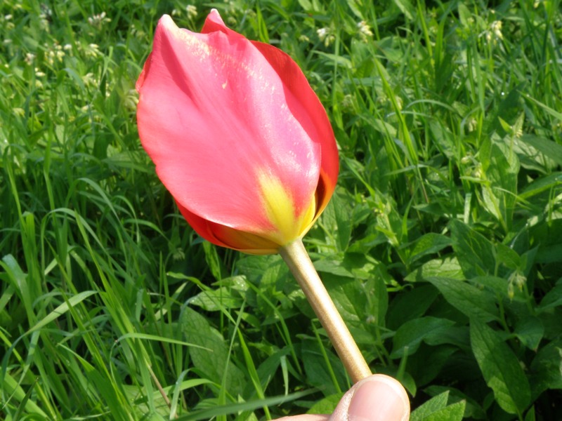 Tulipa agenensis